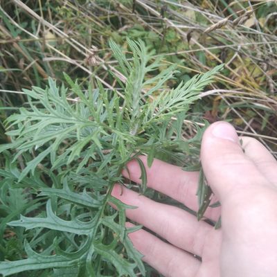 Jacobaea erucifolia, photographed by evgeniq_benihanov