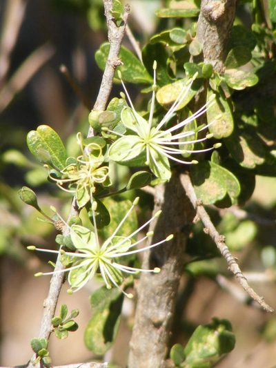 Maerua parvifolia, photographed by Andrew Deacon