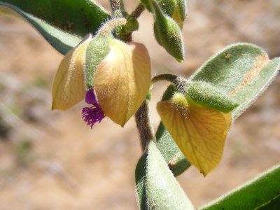 Polygala senensis, photographed by Andrew Deacon