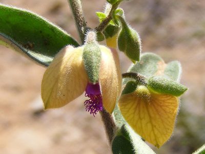 Polygala senensis, photographed by Andrew Deacon