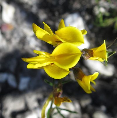 Wiborgiella mucronata, photographed by Di Turner