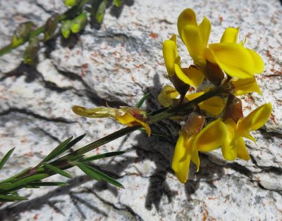Wiborgiella mucronata, photographed by Di Turner
