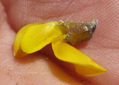 Wiborgiella mucronata, photographed by Di Turner