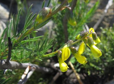 Wiborgiella mucronata, photographed by Di Turner