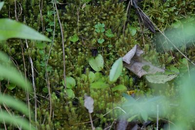Corybas iridescens, photographed by Christopher Stephens