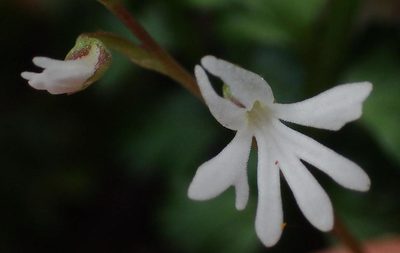 Holothrix parviflora, photographed by Nicola van Berkel