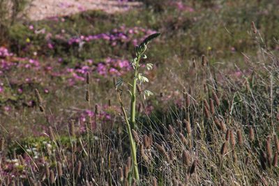 Albuca canadensis, photographed by Tony Rebelo