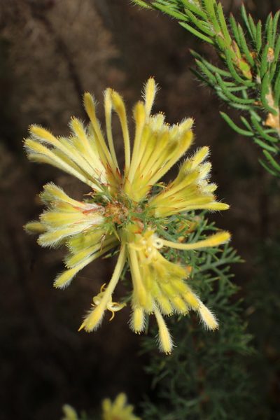 Petrophile serruriae, photographed by Em Lamond