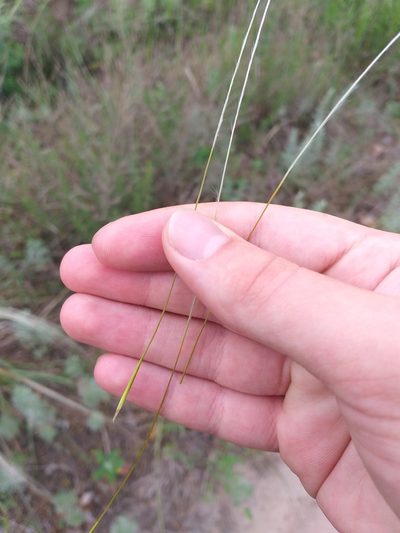 Stipa borysthenica, photographed by Dmitriy Bochkov