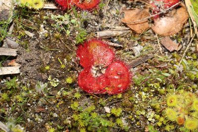 Drosera erythrorhiza, photographed by Em Lamond