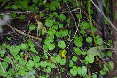 Corybas iridescens, photographed by Christopher Stephens
