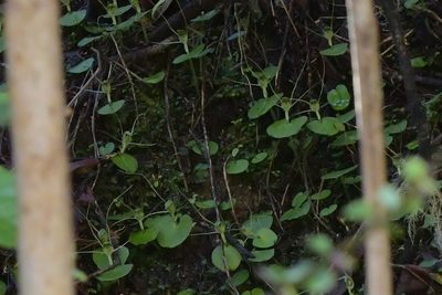 Corybas papa, photographed by Christopher Stephens