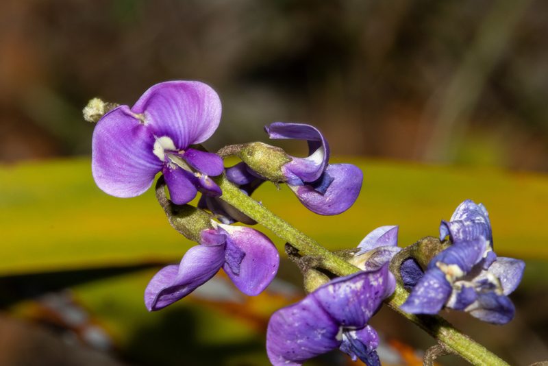 Swainsona lessertiifolia, photographed by T. Hammer