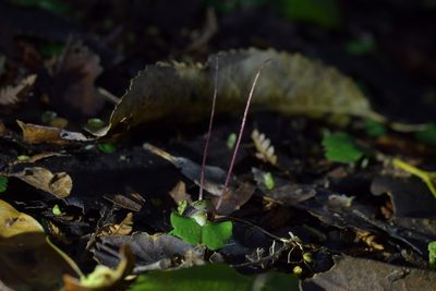 Corybas sanctigeorgianus, photographed by Christopher Stephens