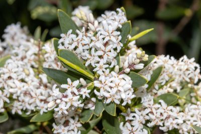 Leucopogon parviflorus, photographed by T. Hammer