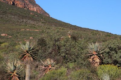 Aloe comosa, photographed by Tony Rebelo