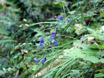 Aconitum variegatum