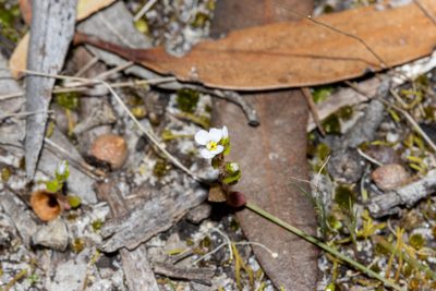 Levenhookia dubia, photographed by T. Hammer