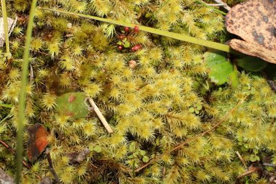Breutelia affinis, photographed by Em Lamond