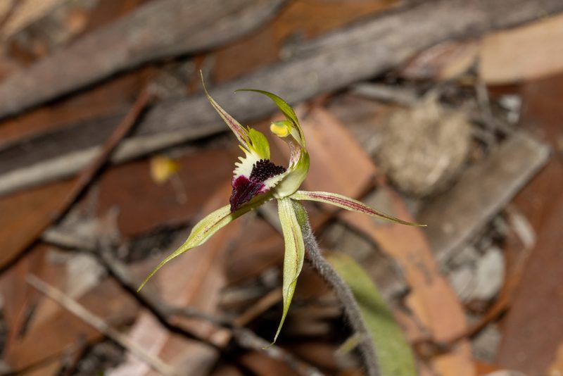 Caladenia stricta, photographed by T. Hammer