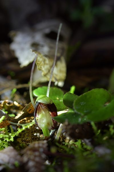 Corybas sanctigeorgianus, photographed by Christopher Stephens