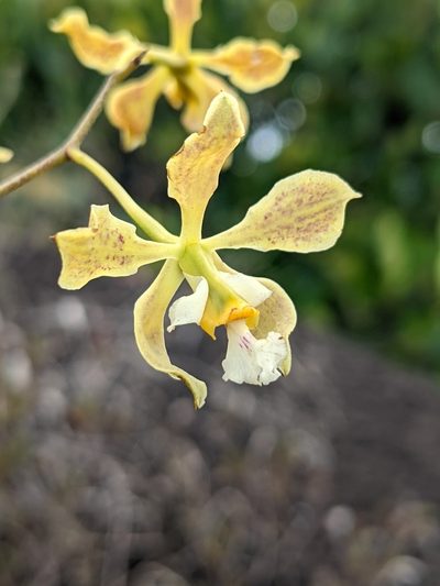 Encyclia granitica, photographed by Denis Bastianelli