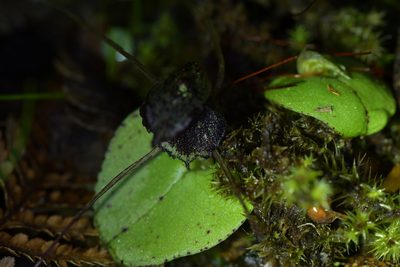 Corybas iridescens, photographed by Christopher Stephens