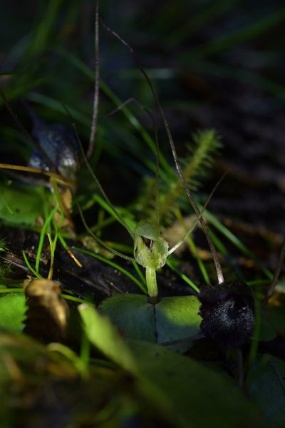 Corybas papa, photographed by Christopher Stephens