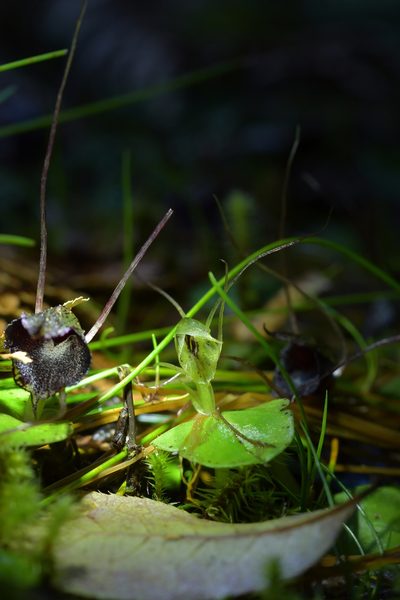 Corybas papa, photographed by Christopher Stephens