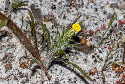 Podotheca angustifolia, photographed by T. Hammer