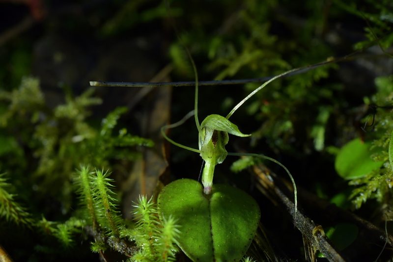 Corybas papa, photographed by Christopher Stephens