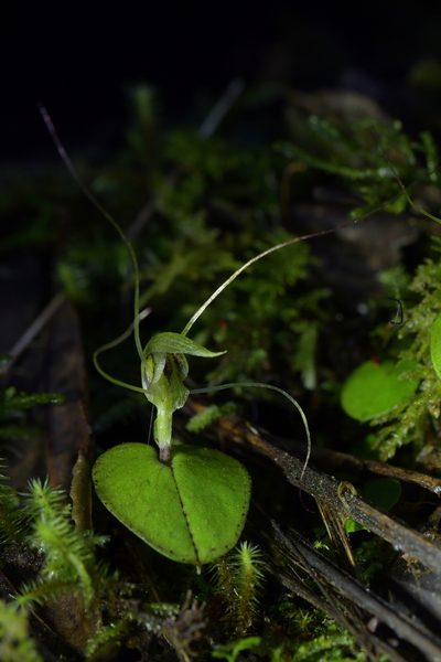 Corybas papa, photographed by Christopher Stephens