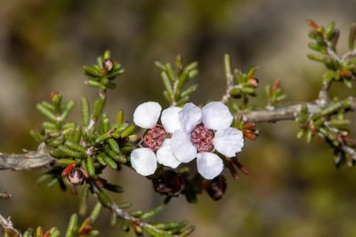 Rinzia orientalis, photographed by T. Hammer