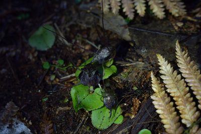 Corybas iridescens, photographed by Christopher Stephens
