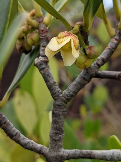 Clusia blattophila, photographed by Denis Bastianelli