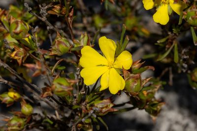 Hibbertia virgata, photographed by T. Hammer