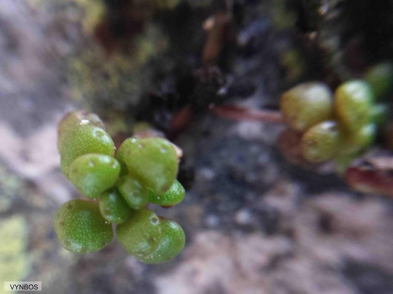 Crassula elsieae, photographed by Chris Vynbos