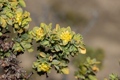 Pimelea serpyllifolia, photographed by T. Hammer