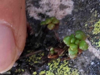 Crassula elsieae, photographed by Chris Vynbos