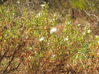 Lopholaena coriifolia, photographed by Matthew Fainman