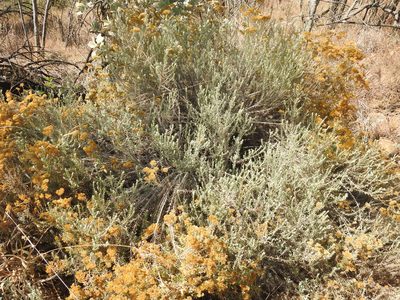 Helichrysum kraussii, photographed by Matthew Fainman
