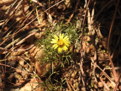Ursinia nana, photographed by Matthew Fainman
