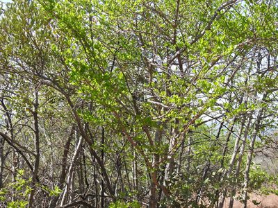 Afrocanthium gilfillanii, photographed by Matthew Fainman