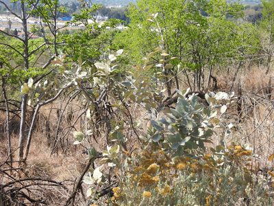 Brachylaena rotundata, photographed by Matthew Fainman