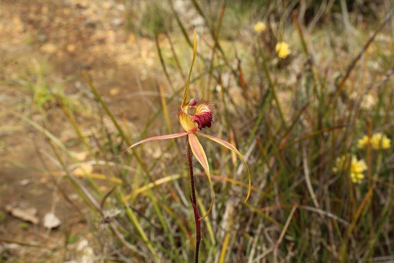 Caladenia pectinata, photographed by Em Lamond