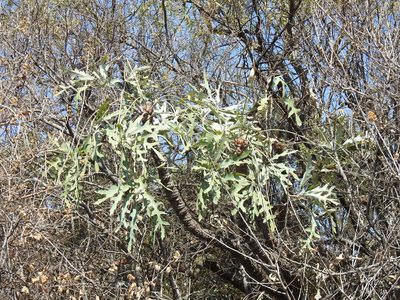 Cussonia paniculata, photographed by Matthew Fainman