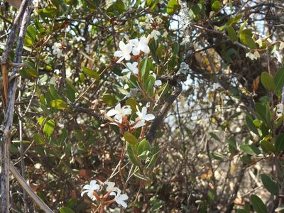 Ancylobothrys capensis, photographed by Matthew Fainman