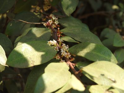 Acokanthera oppositifolia, photographed by Matthew Fainman