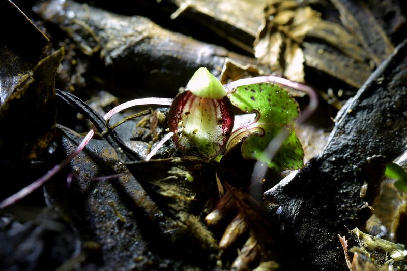 Corybas sanctigeorgianus, photographed by Christopher Stephens
