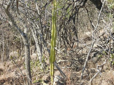 Cereus jamacaru, photographed by Matthew Fainman